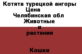 Котята турецкой ангоры › Цена ­ 200 - Челябинская обл. Животные и растения » Кошки   